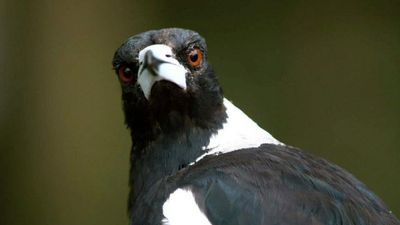 What should you do if a magpie attacks you?