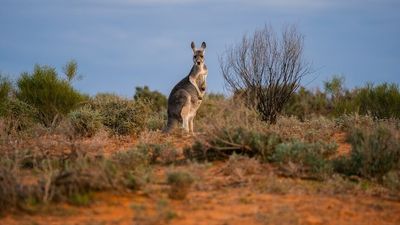 Queensland kangaroo harvesters struggle to keep up with harvest quotas