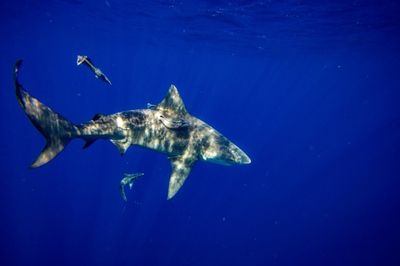 American woman killed by shark while snorkeling in Bahamas