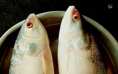 Demand for Pulasa fish continues despite price rise