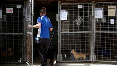 Future unclear for Sydney Dogs and Cats Home shelter after government funding request denied