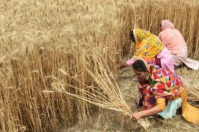 Countries growing 70% of world's food face 'extreme' heat risk by 2045