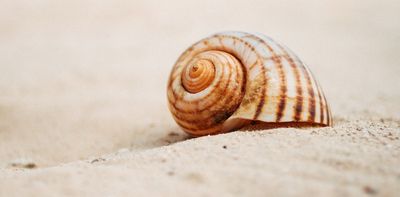 Curious Kids: why do seashells sound like the ocean when you put them to your ear?