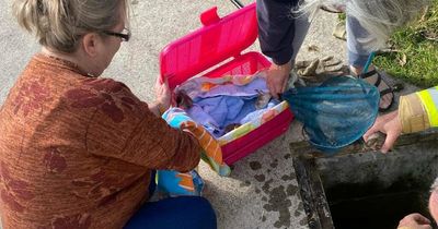 Firefighters refuse to wing-it as ducklings fall down quack in drain