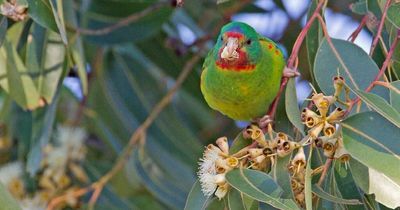 WWF ranks ACT top of threatened species conservation list, Eden-Monaro rates third worst