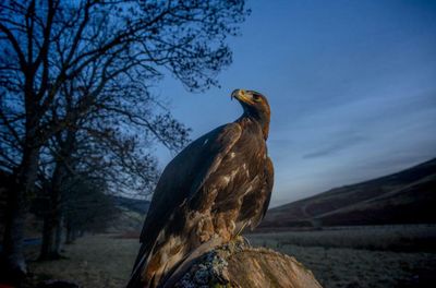 Relocated golden eagle chicks to boost south Scotland population