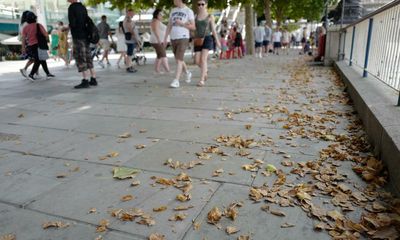 Falling leaves in August: has autumn come early?