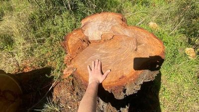 Wanaruah Aboriginal community speaks out after sacred 'Grandmother Tree' cut down at Muswellbrook