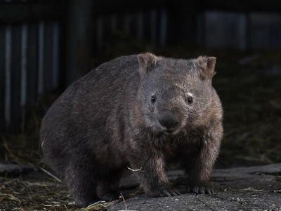 Greens bid to protect SA wombat burrows