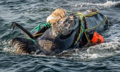 US lobster put on ‘red list’ to protect endangered North Atlantic right whales
