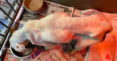 Vet nurse describes 'worst ever' dumped dog case in 50 years