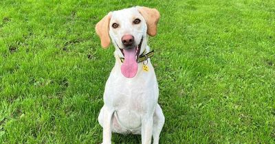 Friendly foxhound needs a new home