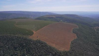 Deforestation in Brazil: NGO Mighty Earth points finger of blame at Carrefour