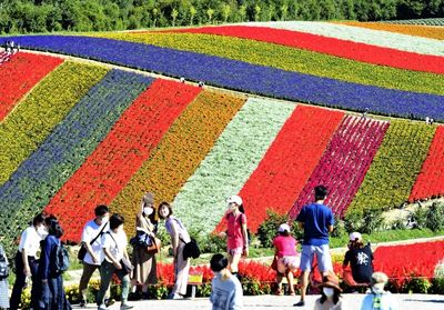 Floral carpet of colors