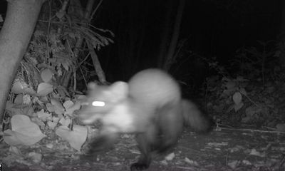 Pine marten spotted in London for first time in more than a century