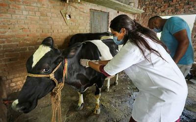 57,000 cattle died so far from Lumpy Skin Disease; Centre asks States to boost vaccination process