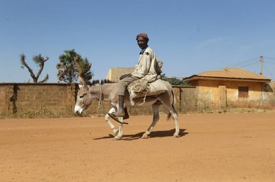 Nigeria seizes donkey penises to be smuggled to Hong Kong