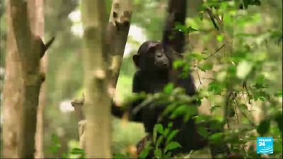 In Guinea, tensions rise between chimpanzees and locals