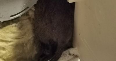 Lanarkshire man forced to tape up hatch for fear of rat infestation at home