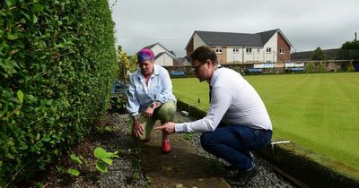 Scots bowling club's 150th anniversary fears as killer Japanese Knotweed 'closes in' on £60,000 green