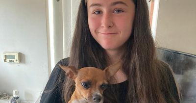 Stolen dog reunited with teenage owner after over a year