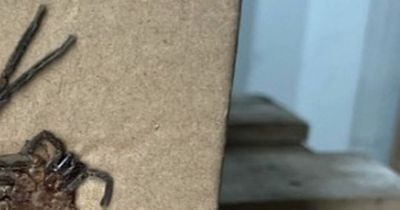 Shopper urged to move house after finding 'beast' inside shipping container