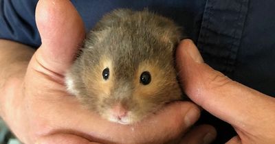 Grieving woman spending £3,500 travelling to scatter beloved hamster's ashes in Hawaii
