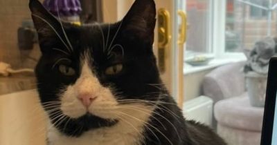 'My cat was shot multiple times in the head then dumped in a plastic bag'