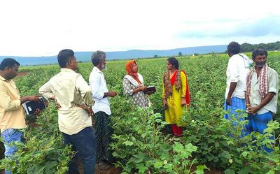 Andhra Pradesh: New disease affecting BT cotton creates panic among farmers in Kurnool