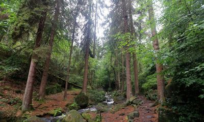 Country diary: An ominous sign in a well-loved wood