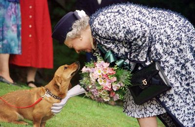 A yapping ‘moving carpet’: Queen’s corgis tested palace loyalties
