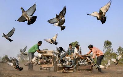 Watch | A peek into the competitive world of pigeon racing in India