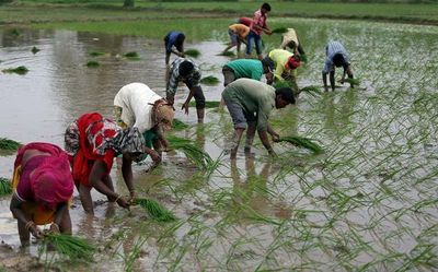 Government says India's rice production may fall by 10-12 million tonnes in Kharif season this year