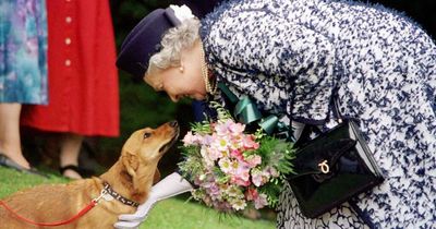 Corgi owners to honour Queen Elizabeth II with parade outside Buckingham Palace