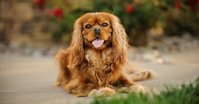 King Charles spaniel sales expected to 'sky rocket' after Queen's death