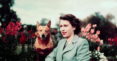 What happens to the Queen's beloved corgis - and touching sacrifice she made