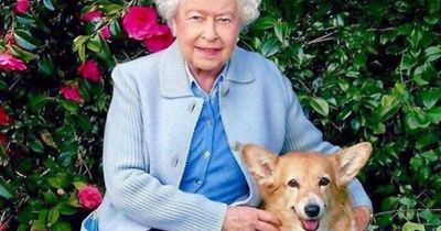 Queen's corgis likely to leave Buckingham Palace and move in with Prince Andrew