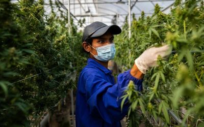 Thai people are free to grow and sell cannabis – but not smoke it