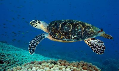 More than 1.1m sea turtles illegally killed over past 30 years, study finds