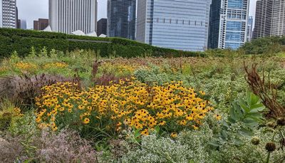 Lurie Garden to Park 566, finding beauty and music in Chicago in natural or wild settings