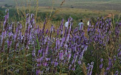 Tourists can now explore Andhra Pradesh’s only grassland in Gudisa hill range