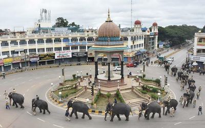 Arjuna, former ‘Ambari’ jumbo continues to be the heaviest among 14 Dasara elephants in Mysuru