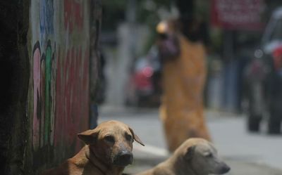 Vets want a say in rabies-control steps of Kerala govt.
