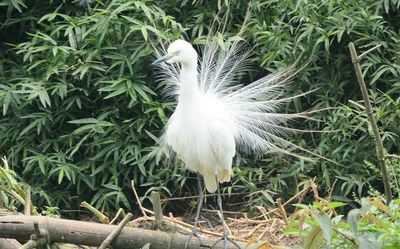 Flash floods, extreme rainfall hit Panamaram heronry hard