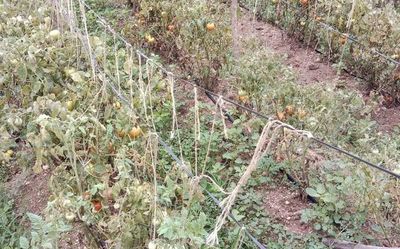 Dip in yield may push tomato prices further, say Andhra Pradesh farmers