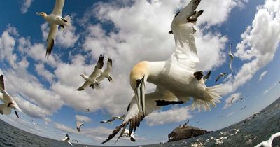 Why hundreds of birds are washing up dead on Welsh beaches, falling out of the sky and wandering dazed, bloodshot and confused