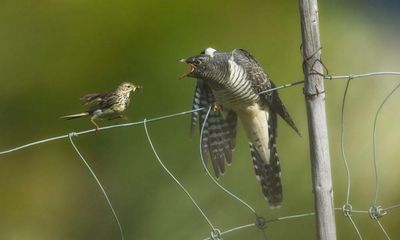 Country diary: While I was watching pipit and cuckoo, so was something else