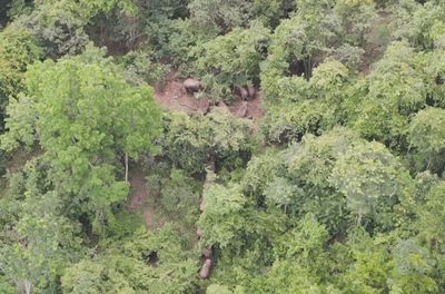 Over 100 wild elephants brought back to forest