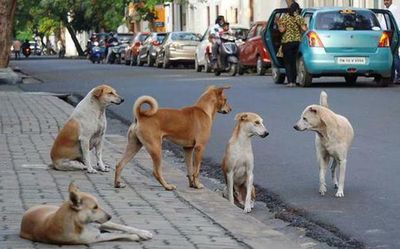 Supreme Court stresses balance between kindness to stray dogs and protection from attacks