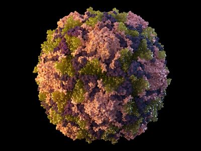 Poliovirus detected in more wastewater near New York City